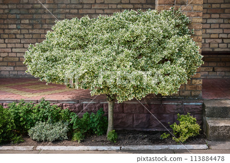 Fortune Euonymus silver queen on a trunk. Euonymus fortunei winter creeper or spindle tree. 113884478