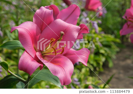 Pink  lily close up on flower bed in summer garden. 113884479