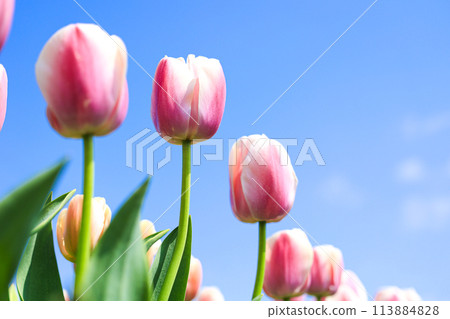 Tulips blooming toward the blue sky Tulips blooming toward the blue sky 113884828