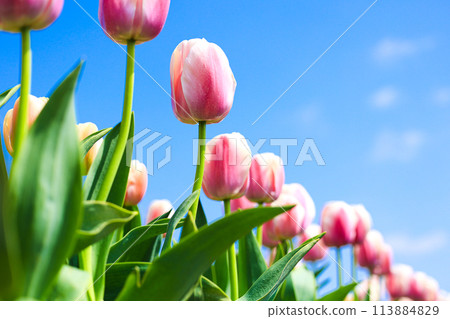 Tulips blooming toward the blue sky 113884829