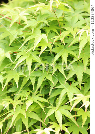 Maple leaves Maple leaves 113884864