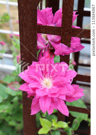 Red clematis flower Red clematis flower 113884867