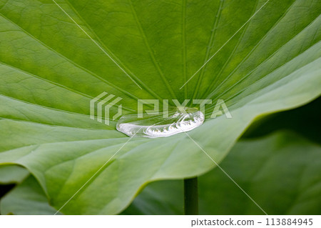 Drops of water falling from a lotus leaf Drops of water falling from a lotus leaf 113884945