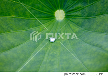 Water droplets rolling on a lotus leaf 113884946