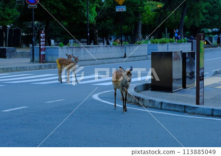 A deer crossing a crosswalk at dusk in Nara Park 113885049
