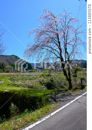 伽山橋櫻花 瀧原拱門石橋群 小松市 113885078