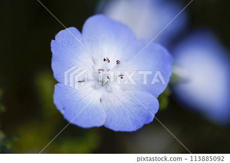 Nemophila Flowers in Full Bloom in Japan Nemophila Flowers in Full Bloom in Japan 113885092