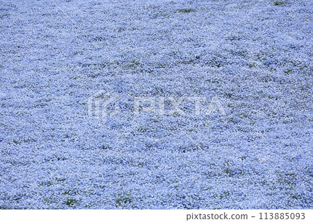 Nemophila Flowers in Full Bloom in Japan Nemophila Flowers in Full Bloom in Japan 113885093