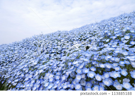 Nemophila Flowers in Full Bloom in Japan Nemophila Flowers in Full Bloom in Japan 113885188