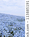 Nemophila Flowers in Full Bloom in Japan 113885191