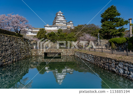 Himeji City, Hyogo Prefecture: Himeji Castle and cherry blossoms reflected in the moat 113885194