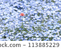Nemophila Flowers in Full Bloom in Japan 113885229