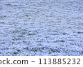 Nemophila Flowers in Full Bloom in Japan 113885232