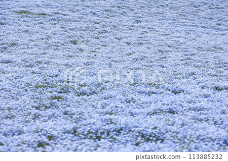 Nemophila Flowers in Full Bloom in Japan 113885232