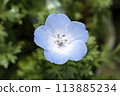 Nemophila Flowers in Full Bloom in Japan 113885234