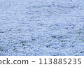Nemophila Flowers in Full Bloom in Japan 113885235