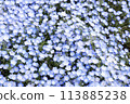 Nemophila Flowers in Full Bloom in Japan 113885238