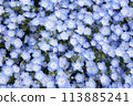 Nemophila Flowers in Full Bloom in Japan 113885241