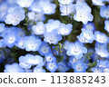 Nemophila Flowers in Full Bloom in Japan 113885243