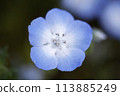 Nemophila Flowers in Full Bloom in Japan 113885249