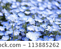 Nemophila Flowers in Full Bloom in Japan 113885262
