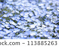 Nemophila Flowers in Full Bloom in Japan 113885263