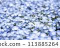 Nemophila Flowers in Full Bloom in Japan 113885264