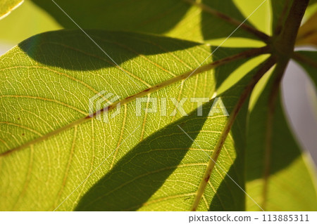 African baobab leaves and veins African baobab leaves and veins 113885311