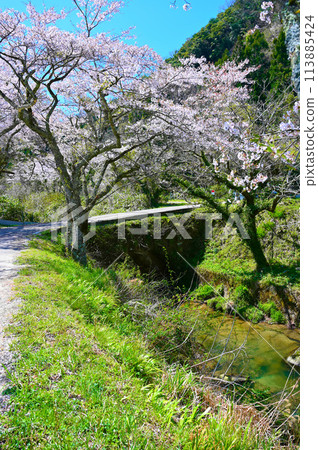 西山橋 西口河櫻花 瀧原拱石橋群 小松市 西山橋 西口河櫻花 瀧原拱石橋群 小松市 113885424