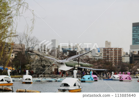 A black-headed gull arrives at Ueno Park 113885640