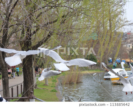 A black-headed gull arrives at Ueno Park A black-headed gull arrives at Ueno Park 113885642