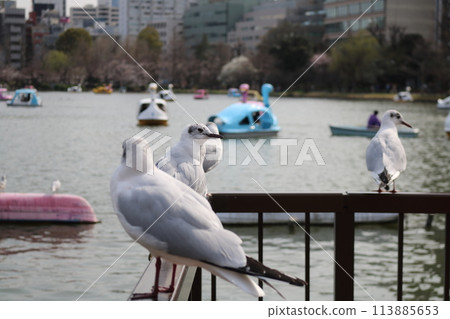 Black-headed Gull staying on the riverbank fence 113885653