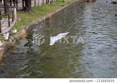 A black-headed gull arrives at Ueno Park 113885659