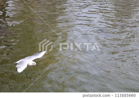 A black-headed gull arrives at Ueno Park 113885660