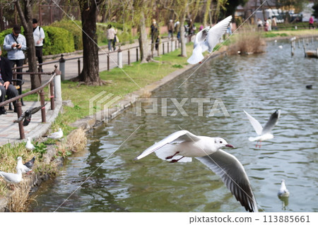 一隻黑頭鷗飛入上野公園 113885661