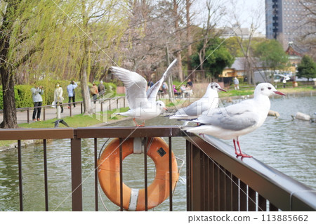 Black-headed Gulls Staying on the Pond Fence 113885662