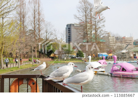 池塘邊排列著黑頭鷗 113885667