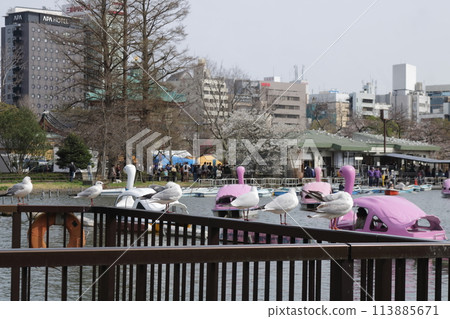 A black-headed gull arrives at Ueno Park 113885671