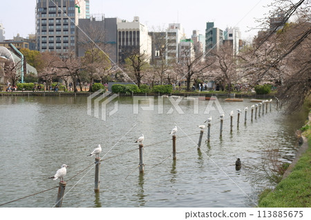 A black-headed gull arrives at Ueno Park A black-headed gull arrives at Ueno Park 113885675