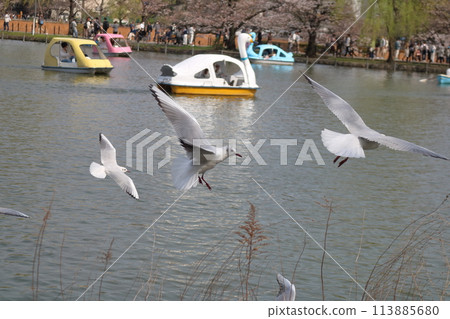 A black-headed gull arrives at Ueno Park 113885680