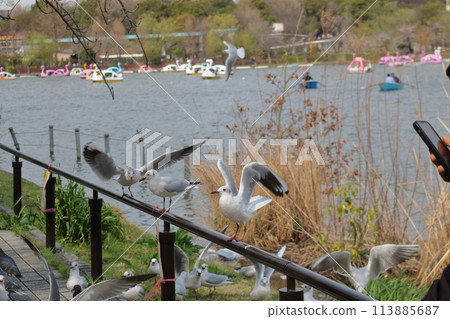 Waterfowl gathering on the edge of a pond Waterfowl gathering on the edge of a pond 113885687