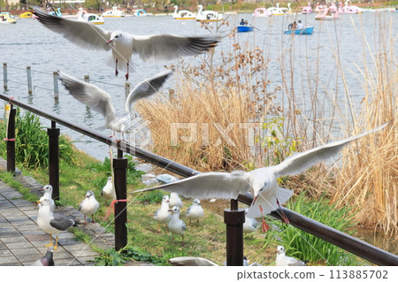 Seagulls to fly away 113885702