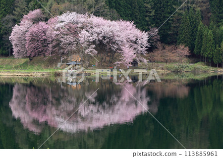 中津湖,櫻花盛開的春天 中津湖,櫻花盛開的春天 113885961