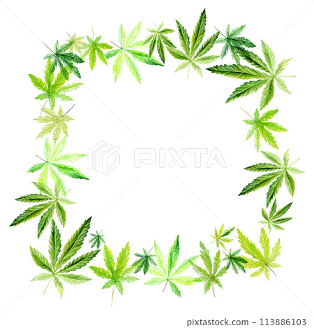 Banner, template with a green frame of Cannabis indica, Marijuana medicinal plant. Watercolor illustration 113886103