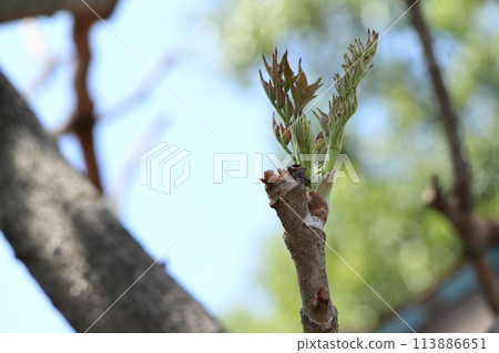 A tara tree with new buds 113886651