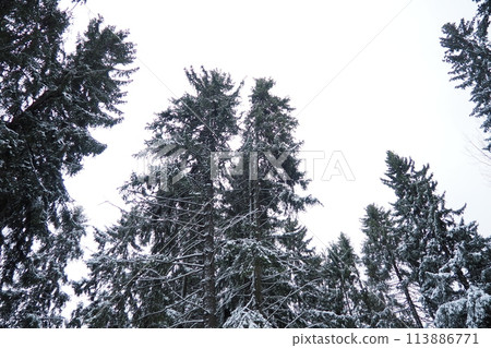 Spruce Picea is a coniferous evergreen tree of the Pine family Pinaceae. Evergreen trees. Common spruce, or Norway spruce Picea abies is widespread in northern Europe. Snowy winter coniferous forest. Spruce Picea is a coniferous evergreen tree of the Pine family Pinaceae. Evergreen trees. Common spruce, or Norway spruce Picea abies is widespread in northern Europe. Snowy winter coniferous forest. 113886771