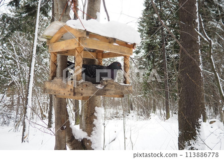 Hanging homemade feeder or platform for feeding birds and squirrels in winter and spring during hungry times. Feeders for birds and squirrels in a forest or city park. The pigeon is eating Hanging homemade feeder or platform for feeding birds and squirrels in winter and spring during hungry times. Feeders for birds and squirrels in a forest or city park. The pigeon is eating 113886778