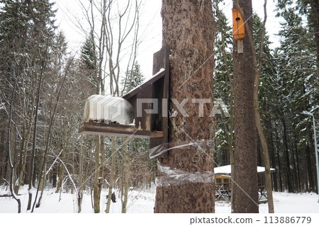 Hanging homemade feeder or platform for feeding birds and squirrels in winter and spring during hungry times. Feeders for birds and squirrels in a forest or city park. Hanging homemade feeder or platform for feeding birds and squirrels in winter and spring during hungry times. Feeders for birds and squirrels in a forest or city park. 113886779