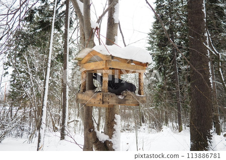 Hanging homemade feeder or platform for feeding birds and squirrels in winter and spring during hungry times. Feeders for birds and squirrels in a forest or city park. The pigeon is eating Hanging homemade feeder or platform for feeding birds and squirrels in winter and spring during hungry times. Feeders for birds and squirrels in a forest or city park. The pigeon is eating 113886781