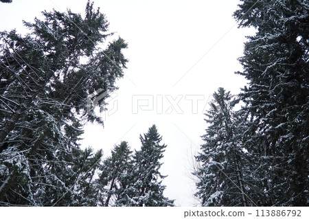 Spruce Picea is a coniferous evergreen tree of the Pine family Pinaceae. Evergreen trees. Common spruce, or Norway spruce Picea abies is widespread in northern Europe. Snowy winter coniferous forest. 113886792